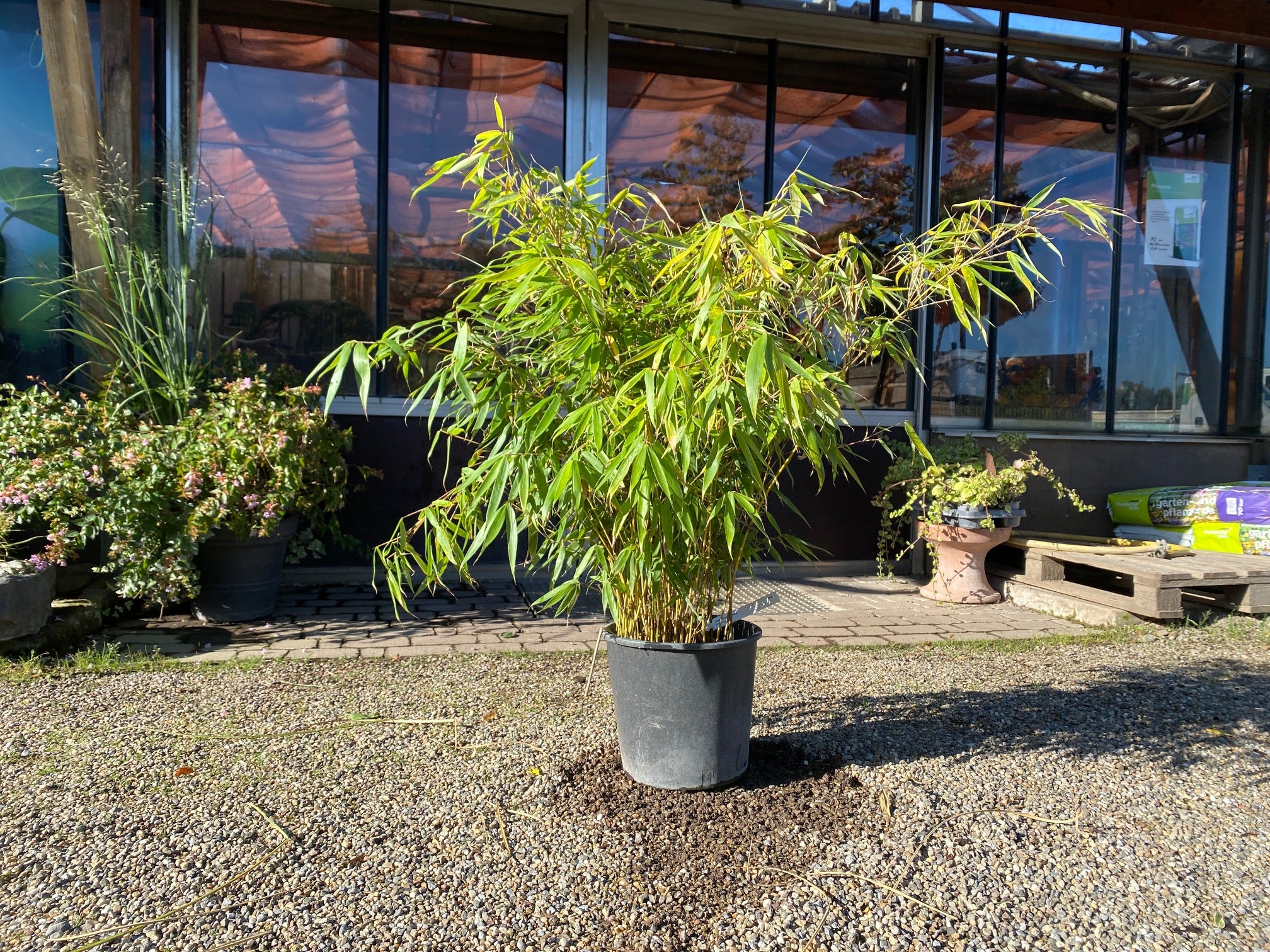 Gartenbambus 'Simba' / Fargesia murielae 'Simba'